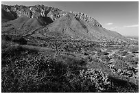 Cactus and mountains. Guadalupe Mountains National Park ( black and white)