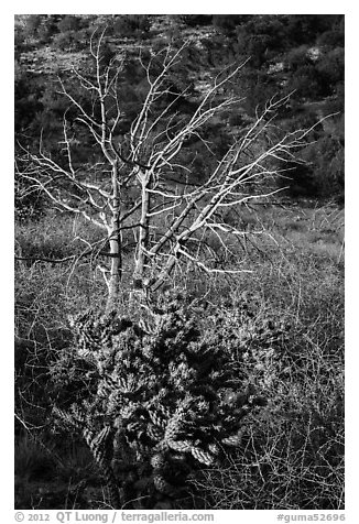 Cactus in bloom and bare tree. Guadalupe Mountains National Park (black and white)