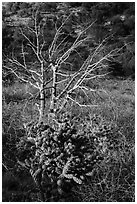 Cactus in bloom and bare tree. Guadalupe Mountains National Park, Texas, USA. (black and white)