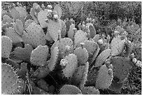 Prickly Pear cactus in bloom. Guadalupe Mountains National Park ( black and white)