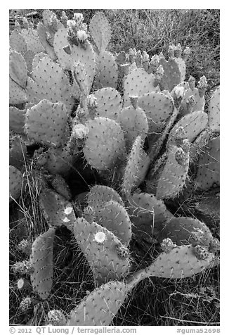 Blooming Prickly Pear cactus. Guadalupe Mountains National Park (black and white)
