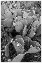 Blooming Prickly Pear cactus. Guadalupe Mountains National Park, Texas, USA. (black and white)