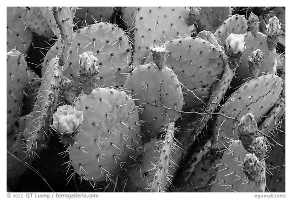 Close up of cactus and blooms. Guadalupe Mountains National Park (black and white)