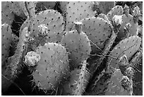 Close up of cactus and blooms. Guadalupe Mountains National Park ( black and white)