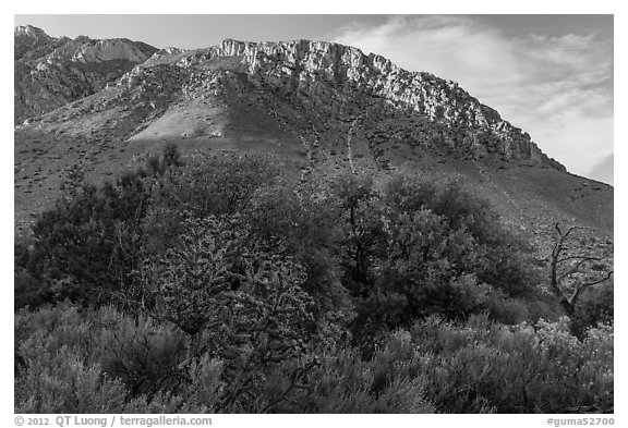 Cactus, trees, and Hunter Peak. Guadalupe Mountains National Park, Texas, USA.