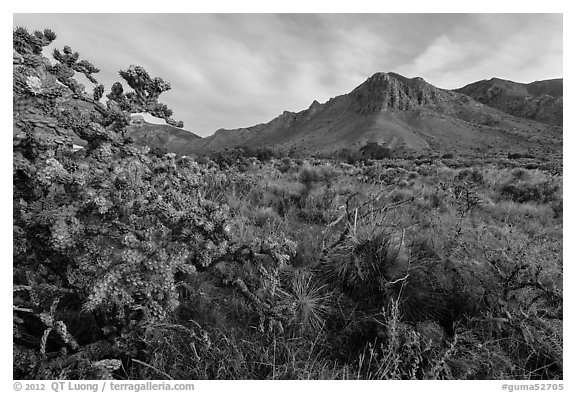 Cactus with blooms and Hunter Peak at sunrise. Guadalupe Mountains National Park, Texas, USA.