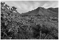 Cactus with blooms and Hunter Peak at sunrise. Guadalupe Mountains National Park ( black and white)
