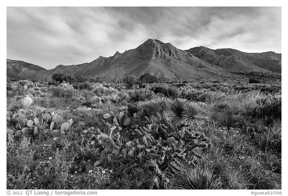 Chihuahan desert cactus and mountains. Guadalupe Mountains National Park, Texas, USA.