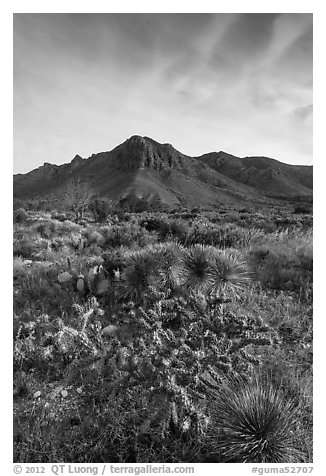 Sucullent and shrub desert below mountains at sunrise. Guadalupe Mountains National Park, Texas, USA.