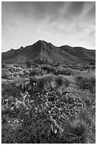 Sucullent and shrub desert below mountains at sunrise. Guadalupe Mountains National Park, Texas, USA. (black and white)