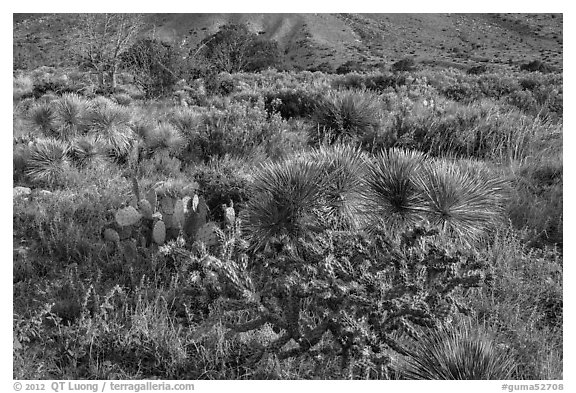 Blooming cactus and sucullent plants. Guadalupe Mountains National Park (black and white)