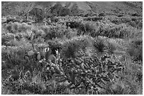 Blooming cactus and sucullent plants. Guadalupe Mountains National Park ( black and white)