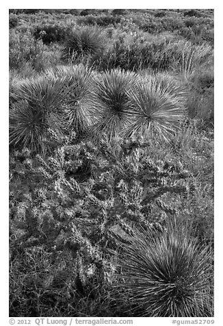 Cactus in bloom and Chihuahan desert plants. Guadalupe Mountains National Park (black and white)