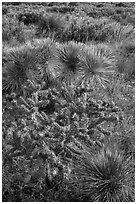 Cactus in bloom and Chihuahan desert plants. Guadalupe Mountains National Park ( black and white)