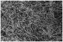 Grasses close-up. Guadalupe Mountains National Park ( black and white)