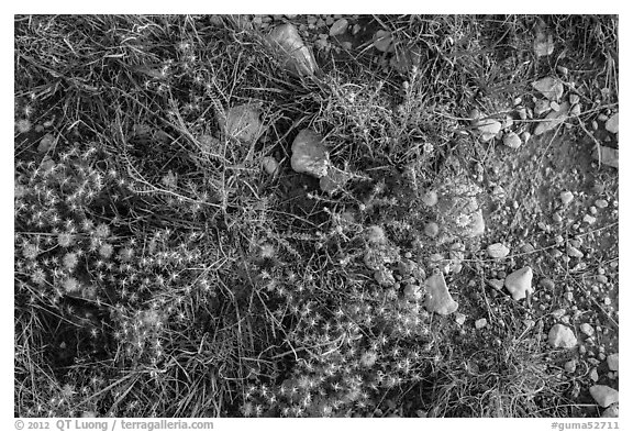 Close-up of desert floor with annual flowers. Guadalupe Mountains National Park (black and white)