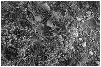 Close-up of desert floor with annual flowers. Guadalupe Mountains National Park ( black and white)