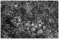 Close-up of desert floor with grasses and bloom. Guadalupe Mountains National Park ( black and white)