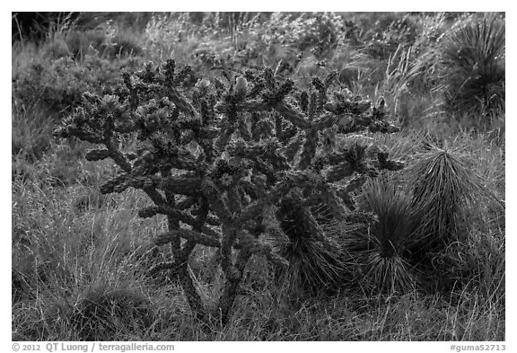 Cactus with pink flowers. Guadalupe Mountains National Park, Texas, USA.