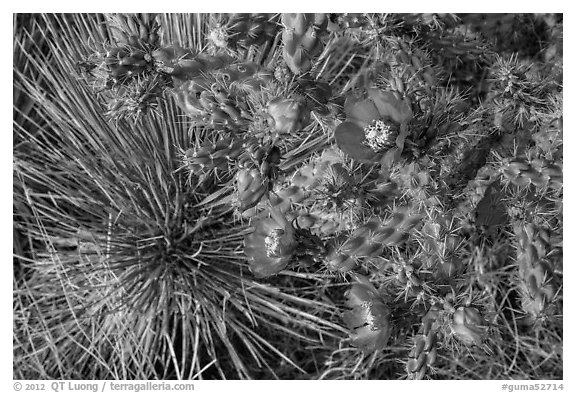 Close up of pink cactus blooms. Guadalupe Mountains National Park (black and white)