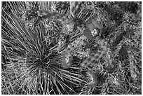 Close up of pink cactus blooms. Guadalupe Mountains National Park, Texas, USA. (black and white)