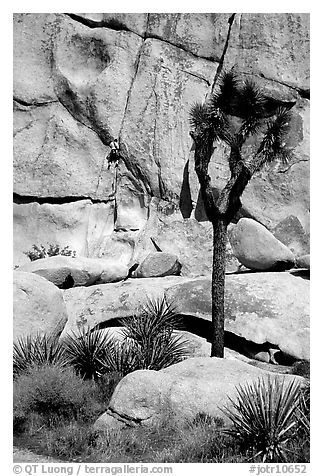 Joshua tree and rock with climber. Joshua Tree National Park (black and white)