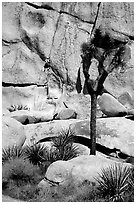 Joshua tree and rock with climber. Joshua Tree National Park, California, USA. (black and white)