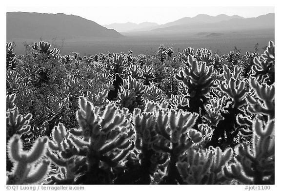 Cholla cactus garden, early morning. Joshua Tree National Park, California, USA.