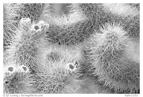 Detail of jumping cholla cactus. Joshua Tree National Park (black and white)
