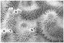 Detail of jumping cholla cactus. Joshua Tree National Park, California, USA. (black and white)