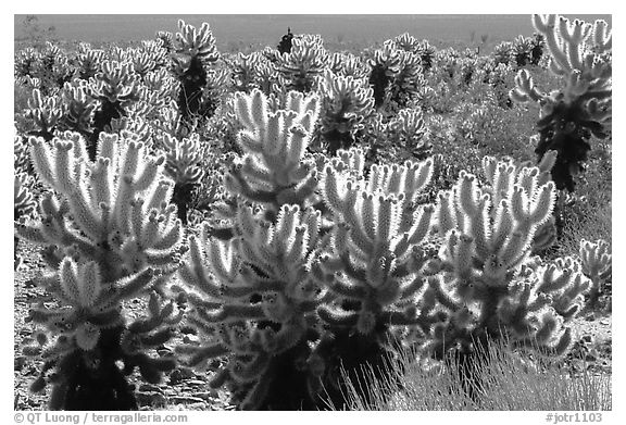 Jumping cholla cactus. Joshua Tree National Park (black and white)