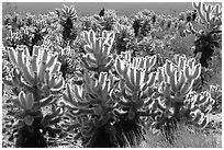 Pictures of Cholla Cactus