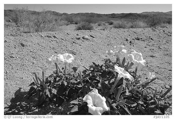 Dune Primerose. Joshua Tree National Park, California, USA.