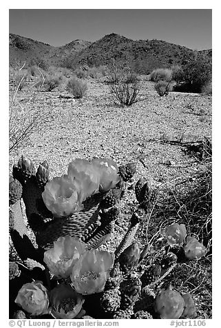 Beavertail Cactus in bloom. Joshua Tree National Park (black and white)
