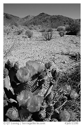 Beavertail Cactus in bloom. Joshua Tree National Park, California, USA.