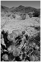 Beavertail Cactus in bloom. Joshua Tree National Park, California, USA. (black and white)