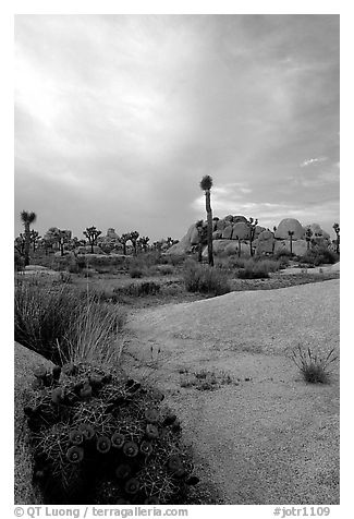 Claret Cup Cactus, rock slabs, and Joshua trees, sunset. Joshua Tree National Park (black and white)