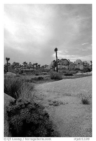 Claret Cup Cactus, rock slabs, and Joshua trees, sunset. Joshua Tree National Park, California, USA.