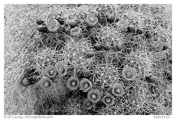 Claret Cup Cactus with flowers. Joshua Tree National Park (black and white)