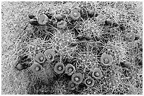 Claret Cup Cactus with flowers. Joshua Tree National Park, California, USA. (black and white)