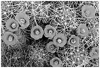 Claret Cup Cactus with flowers. Joshua Tree National Park, California, USA. (black and white)