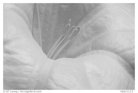 Dune Primerose close-up. Joshua Tree National Park (black and white)