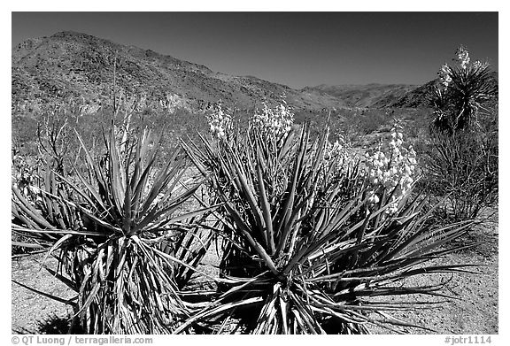 Yuccas in bloom. Joshua Tree National Park, California, USA.