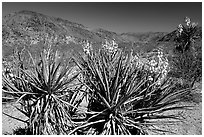 Yuccas in bloom. Joshua Tree National Park ( black and white)