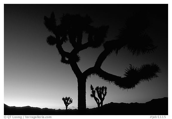 Joshua Trees silhouette at sunset. Joshua Tree National Park (black and white)