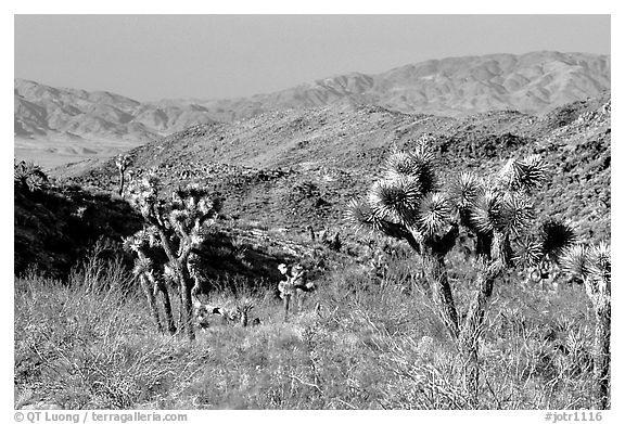 Joshua Trees and Pinto Mountains. Joshua Tree National Park (black and white)