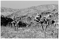 Joshua Trees and Pinto Mountains. Joshua Tree National Park, California, USA. (black and white)