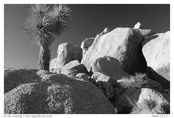 Joshua Tree and boulders. Joshua Tree National Park (black and white)