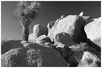 Joshua Tree and boulders. Joshua Tree National Park, California, USA. (black and white)