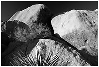 Yucca and boulders. Joshua Tree National Park, California, USA. (black and white)